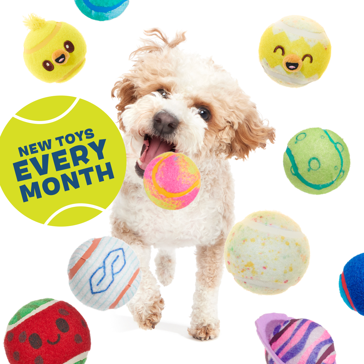 Tennis Ball Club, 3 Squeaky Monthly Tennis Ball Dog Toys