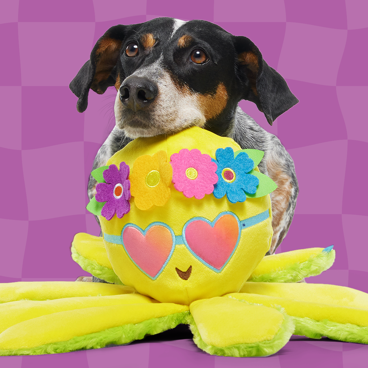 Ollie the Octopus Club, Plush Tug Monthly Dog Toys